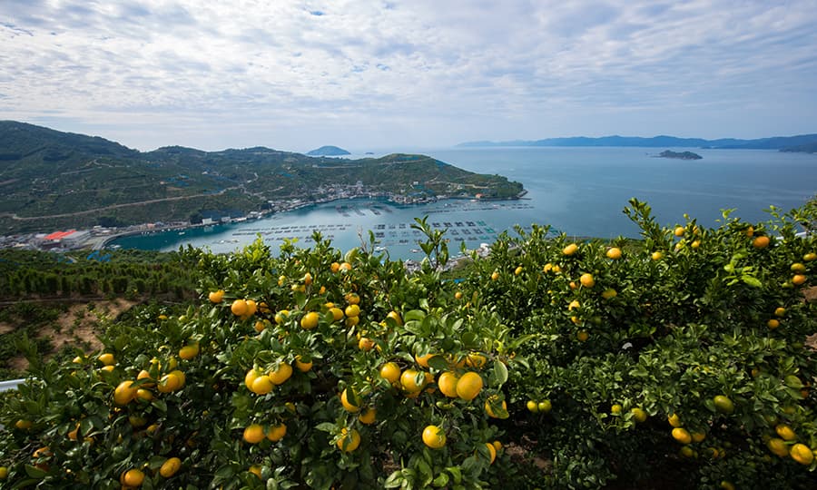 Ehime